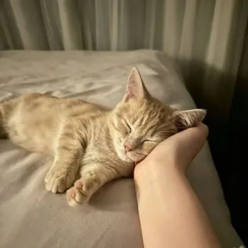RYUU&YANG 様のお迎えした子猫