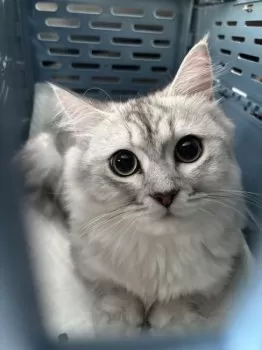 くりママ 様のお迎えした子猫