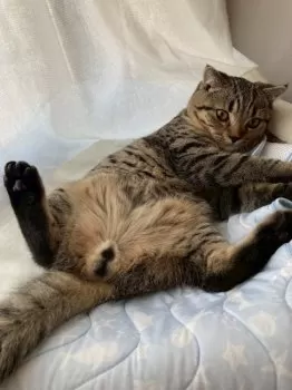 みほん 様のお迎えした子猫