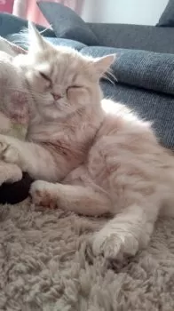 ゆみこ 様のお迎えした子猫
