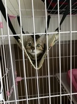 鈴木恵子 様のお迎えした子猫