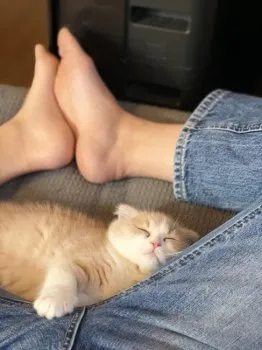 こばやし 様のお迎えした子猫