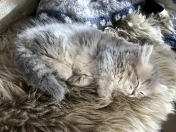 スミタク 様のお迎えした子猫