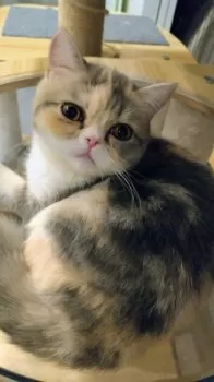 A.Ｉ 様のお迎えした子猫