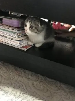 トキさん 様のお迎えした子猫
