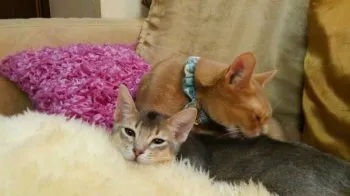 みずたに 様のお迎えした子猫