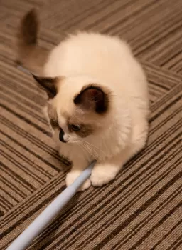 もち 様のお迎えした子猫