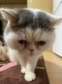 フーピー 様のお迎えした子猫