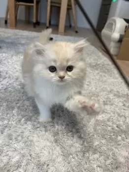 みー 様のお迎えした子猫