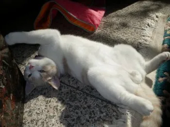 H.N 様のお迎えした子猫