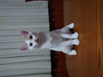 シンゴ 様のお迎えした子猫