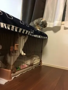 岩本 様のお迎えした子猫