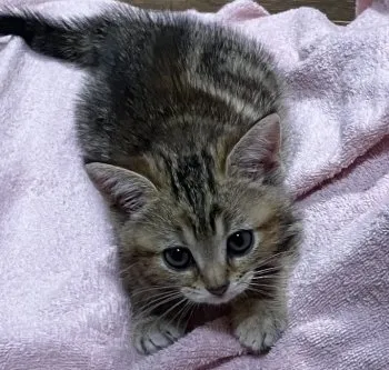 M.Y 様のお迎えした子猫