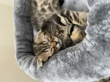 Yousay 様のお迎えした子猫