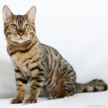 肉まん 様のお迎えした子猫