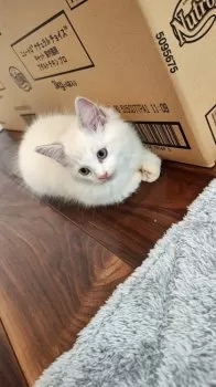 ぴぴぴ 様のお迎えした子猫
