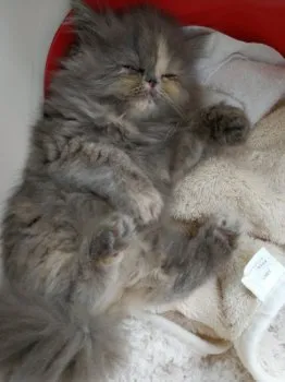 Kaorin 様のお迎えした子猫