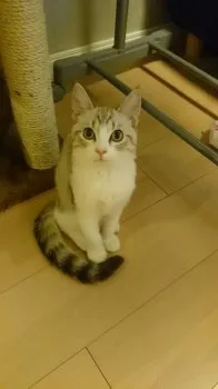 しらす 様のお迎えした子猫