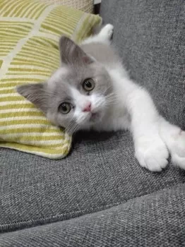 ケンタ 様のお迎えした子猫