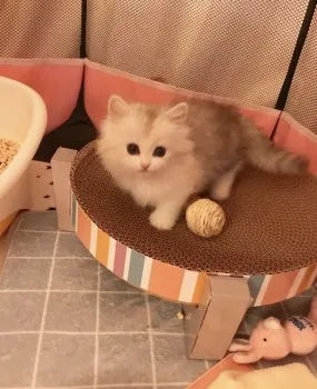 チョウ 様のお迎えした子猫