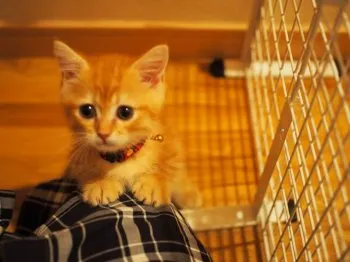 アナベル 様のお迎えした子猫