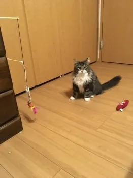 中村ニモ 様のお迎えした子猫