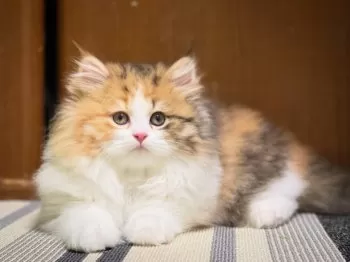 S.F 様のお迎えした子猫