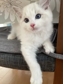 noel 様のお迎えした子猫