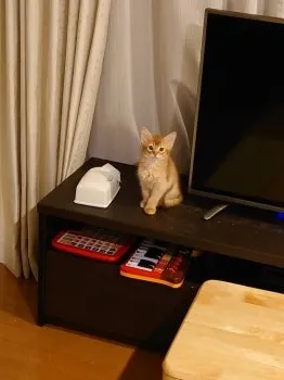 かえしず 様のお迎えした子猫