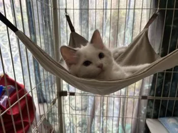 W.N 様のお迎えした子猫