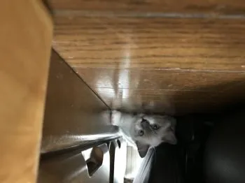 ハゲチヨン 様のお迎えした子猫