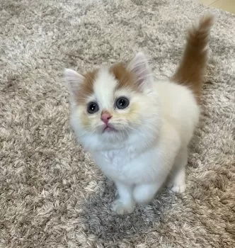 めぐ 様のお迎えした子猫