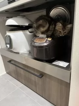 MM 様のお迎えした子猫