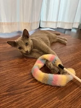 M.M 様のお迎えした子猫