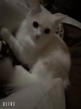 S.M 様のお迎えした子猫