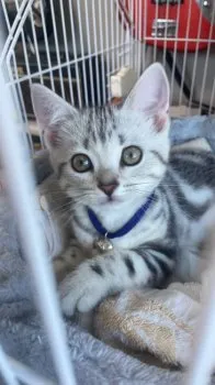 かりん 様のお迎えした子猫