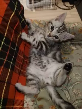 J 様のお迎えした子猫