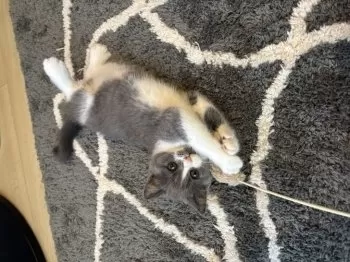 Mone 様のお迎えした子猫