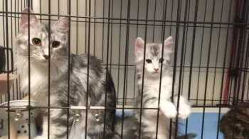 まろ 様のお迎えした子猫