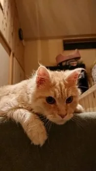 山田 裕介 様のお迎えした子猫