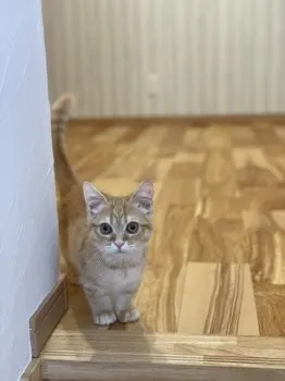Y.I 様のお迎えした子猫
