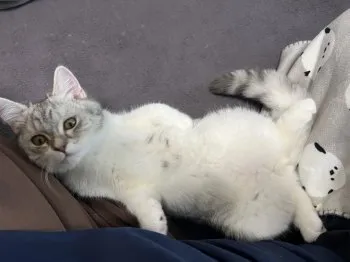 H.O 様のお迎えした子猫