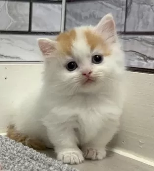 K.K 様のお迎えした子猫