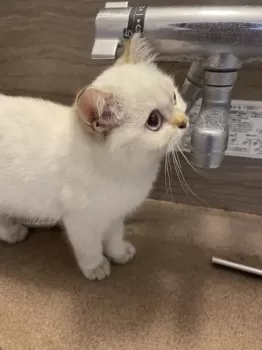 Cherry55 様のお迎えした子猫