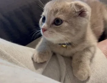 I 様のお迎えした子猫