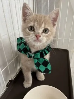 A.S 様のお迎えした子猫