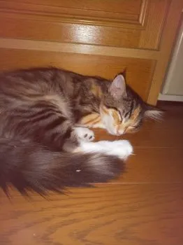 りゅう君 様のお迎えした子猫