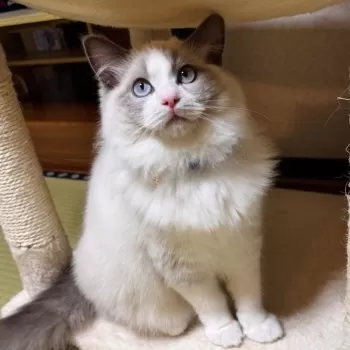 T.T 様のお迎えした子猫