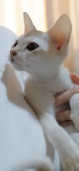 Lull 様のお迎えした子猫