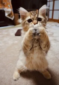 gun 様のお迎えした子猫